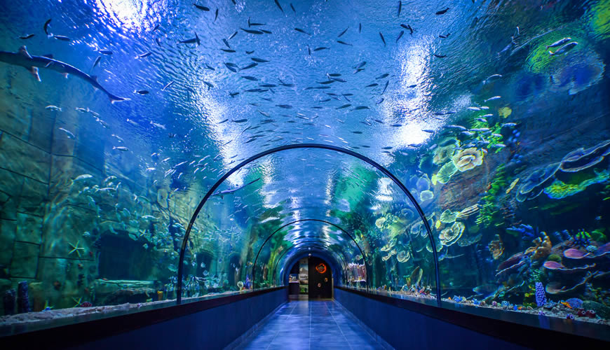 Trabzon Akvaryum: Denizin Gizemli Dünyası